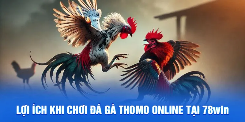 Đá Gà Thomo - Cá Cược Trực Tuyến, Trả Thưởng Nhanh 2025 4 Lợi ích khi chơi đá gà thomo online tại 78win